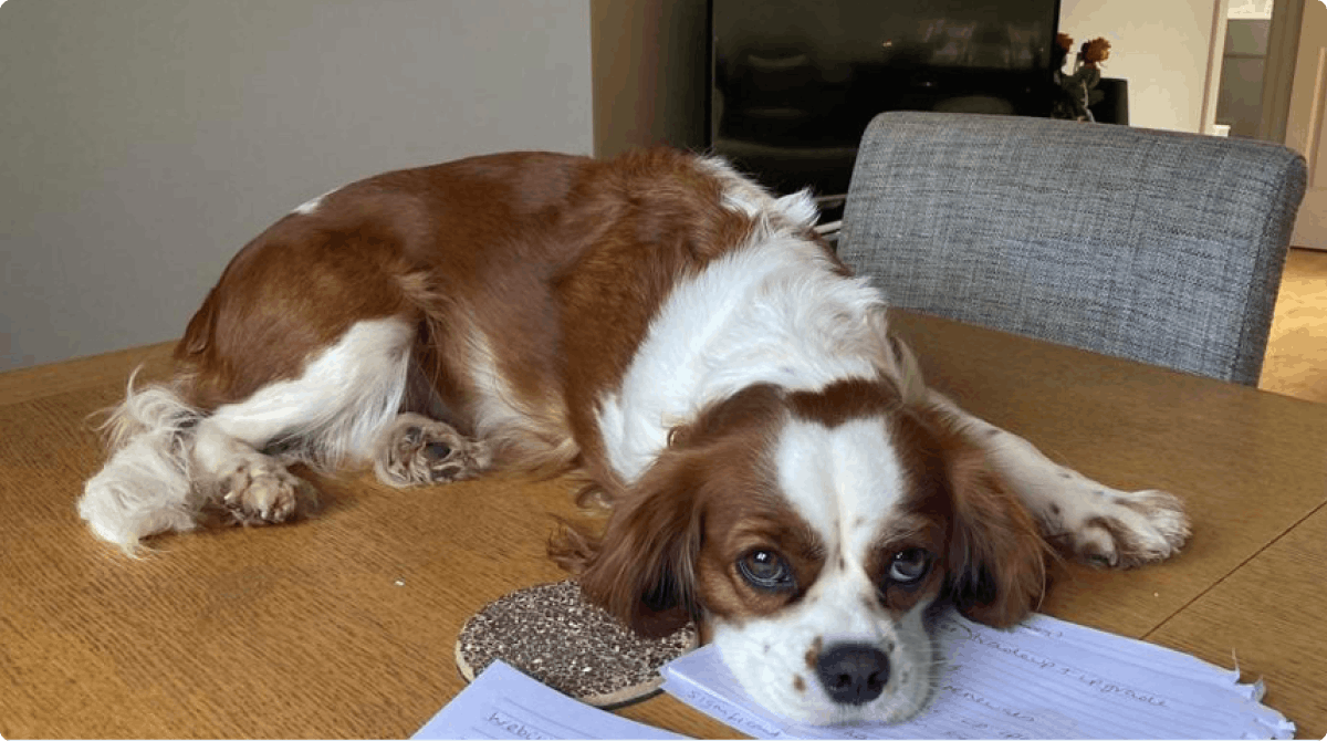 Nala, Cavalier King Charles Spaniel