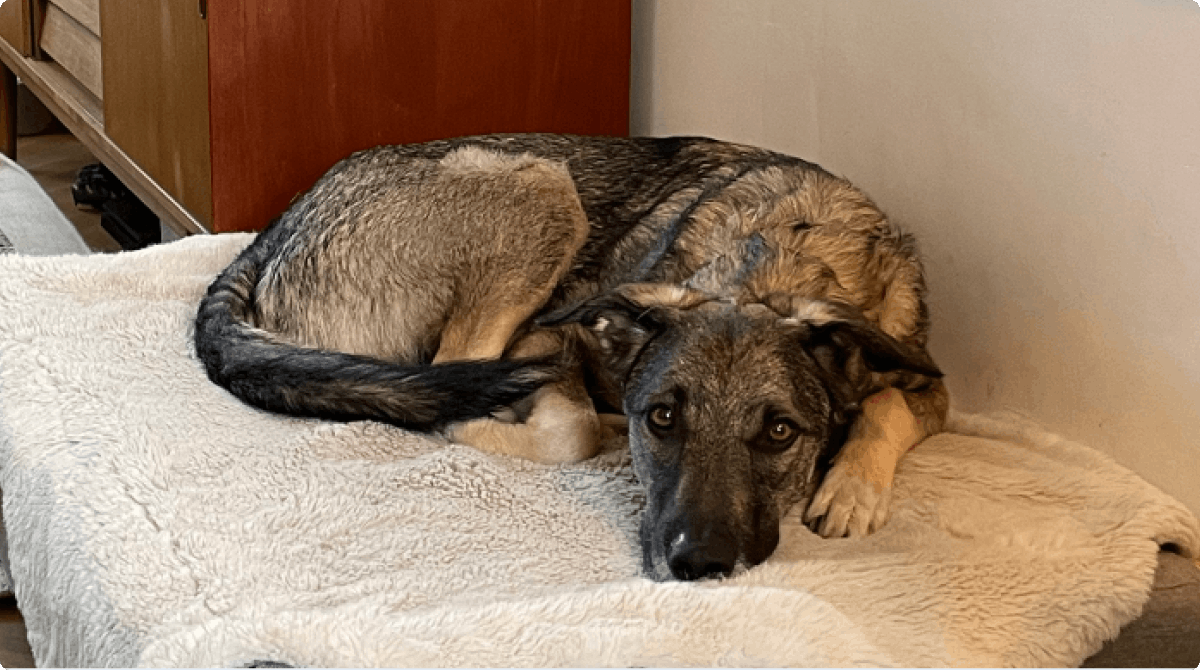 Leo, Shepherd Mix. AKA proud Romanian rescue mutt