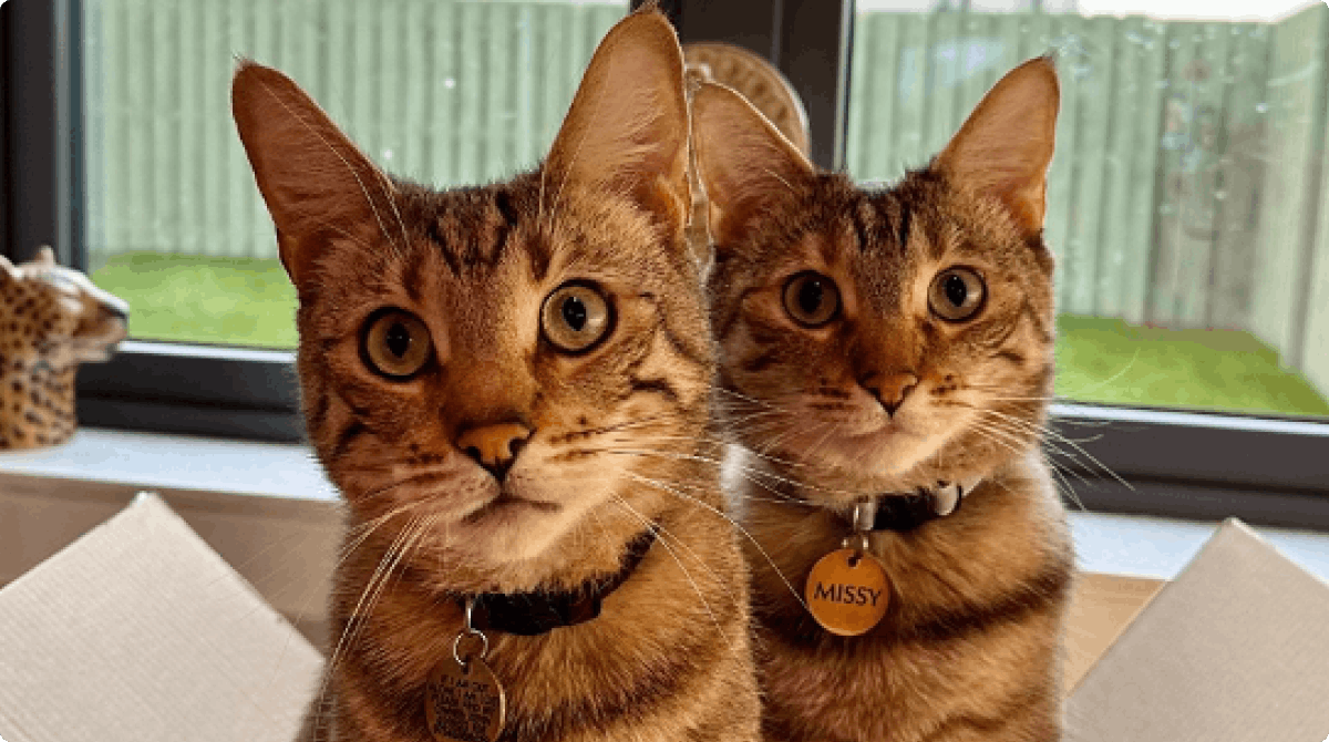 Miles & Missy, Bengal Tabby's