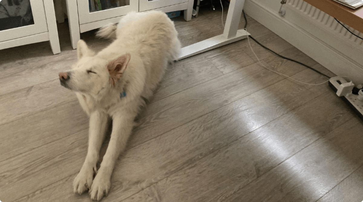 Simba, White German Shepherd