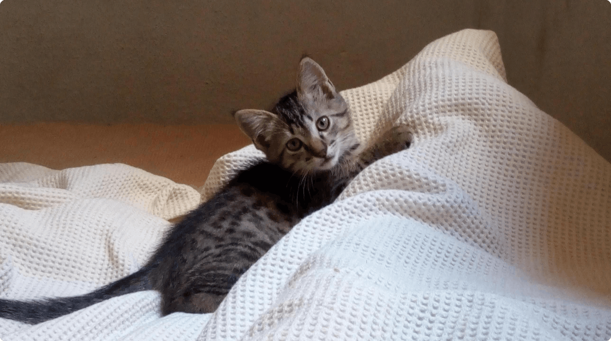 Catsy, European Shorthair