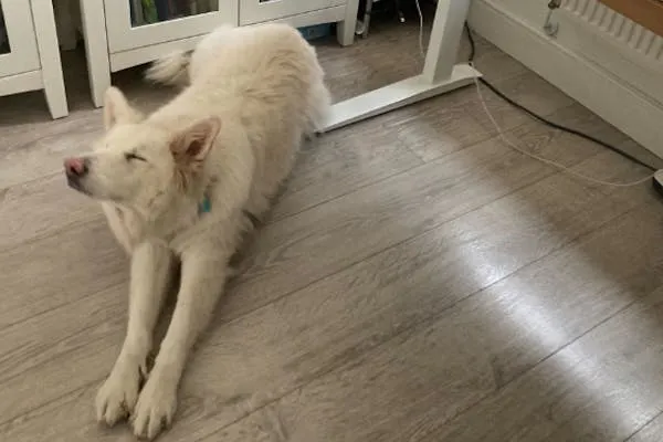 Simba, White German Shepherd
